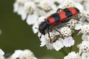 Bee Beetle Stampe: Bee beetle, bee wolf, common bee beetle