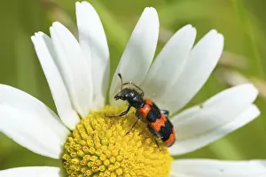 Bee Beetle Stampe: Bee beetle, bee wolf, common bee beetle