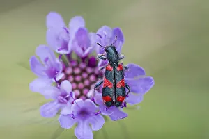 Wildlife Photography Greece Stampe: Bee beetle (Trichodes apiarius) on flower