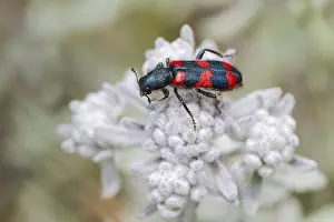 Wildlife Photography Greece Stampe: Bee beetle (Trichodes apiarius) on flower
