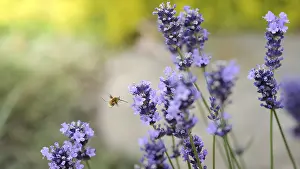 Pollination Process Stampe: A bee is captured in mid-flight