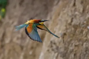 Deserted Landscape Bird Stampe: Bee-eater