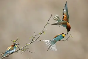European Bee Eater Stampe: Bee-eater (Merops apiaster) in action on a branch