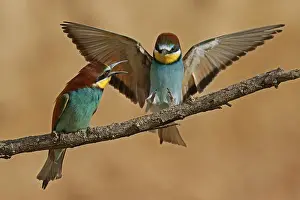 European Bee Eater Stampe: Bee-eater (Merops apiaster) in action on a branch