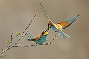 European Bee Eater Stampe: Bee-eater (Merops apiaster) in action on a branch