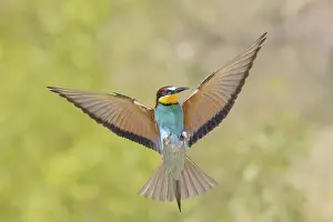 Migratory Bird Stampe: Bee-eater (Merops apiaster) approaching the breeding den