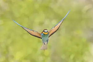 Stampe di Meropide (Merops apiaster) che si avvicina alla tana di riproduzione Mangiatori Di Api Stampe: Meropide (Merops apiaster) che si avvicina alla tana di riproduzione.