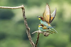 Southeastern Europe Birds Stampe: Bee-eater (Merops apiaster), birds copulating on branches