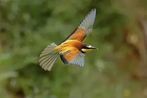 European Bee Eater Stampe: Bee-eater (Merops apiaster) flying