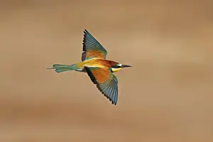 European Bee Eater Stampe: Bee-eater (Merops apiaster) flying