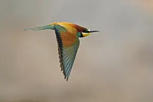 European Bee Eater Stampe: Bee-eater (Merops apiaster) flying