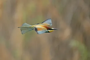 European Bee Eater Stampe: Bee-eater (Merops apiaster) flying