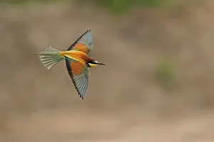 European Bee Eater Stampe: Bee-eater (Merops apiaster) flying