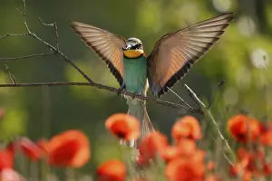 European Bee Eater Stampe: Bee-eater (Merops apiaster) flying on branch