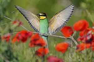 European Bee Eater Stampe: Bee-eater (Merops apiaster) flying on branch