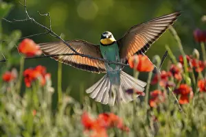In Flight Photography Stampe: Bee-eater (Merops apiaster) flying on branch