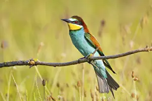 Attentive Bird Species Stampe: Bee-eater (Merops apiaster) Hungary