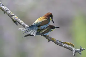 Stampe di Merops apiaster (Meropide), accoppamento, Renania-Palatinato, Germania Mangiatori Di Api Stampe: Meropide (Merops apiaster), accoppiamento.