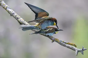 Stampe di Merops apiaster (Meropide), accoppiamento, Renania-Palatinato, Germania Mangiatori Di Api Stampe: Meropide (Merops apiaster), accoppiamento.
