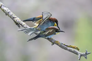 Stampe di Merops apiaster (Meropita), accoppiamento, Renania-Palatinato, Germania Mangiatori Di Api Stampe: Meropide (Merops apiaster), accoppiamento.