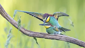 Stampe di Un coppia di Meropaceo (Merops apiaster), accoppamento, maschio, femmina, nuovi residenti in Sassonia-Anhalt, colori vivaci, avvicinandosi, in volo, spiegando le ali, foraggiando con cibo nel becco Mangiatori Di Api Stampe: Meropide (Merops apiaster) di coppia.