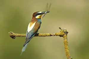 Stampe di Merops apiaster (merlo beccatore) si siede su un ramo, con libellula come preda, Ungheria, Europa Mangiatori Di Api Stampe: Merops apiaster (merlo accecatore) si siede su un ramo.