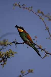 Deserted Tree Branch Scene Stampe: Bee-eater, Merops apiaster, sitting on a branch