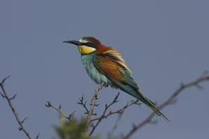 Deserted Tree Branches Stampe: Bee-eater, Merops apiaster, sitting on a branch