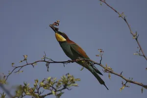 Central European Wildlife Animals Stampe: Bee-eater, Merops apiaster, sitting on a branch
