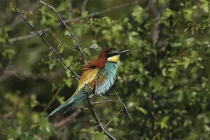 Deserted Tree Branches Stampe: Bee-eater, Merops apiaster, sitting on a branch