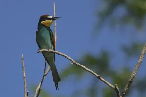 Coraciiformes Species Stampe: Bee-eater, Merops apiaster, sitting on a branch