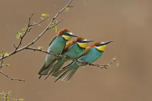 Germany Wildlife Stampe: Bee-eater (Merops apiaster) sitting on a branch