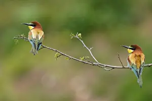 European Bee Eater Stampe: Bee-eater (Merops apiaster) sitting on a branch