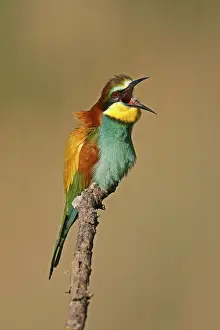 European Bee Eater Stampe: Bee-eater (Merops apiaster) sitting on a branch