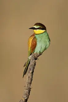 Germany Wildlife Stampe: Bee-eater (Merops apiaster) sitting on a branch