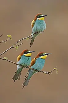 European Bee Eater Stampe: Bee-eater (Merops apiaster) sitting on a branch
