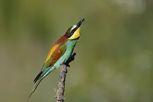Deserted Tree Branch Scene Stampe: Bee-eater (Merops apiaster) sitting on a branch