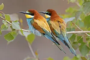 Germania Stampe: Merlo (Merops apiaster) in posizione seduta su un ramo.