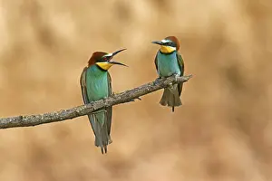 European Bee Eater Stampe: Bee-eater (Merops apiaster) sitting on a branch