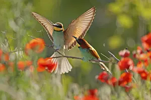 European Bee Eater Stampe: Bee-eater (Merops apiaster) sitting on a branch