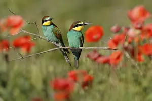 Germany Wildlife Stampe: Bee-eater (Merops apiaster) sitting on a branch