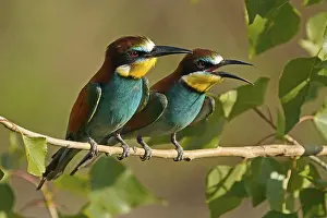 European Bee Eater Stampe: Bee-eater (Merops apiaster) sitting on a branch