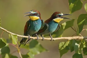 Germany Wildlife Stampe: Bee-eater (Merops apiaster) sitting on a branch