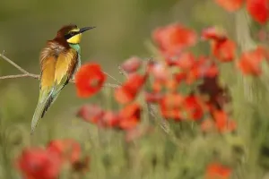 European Bee Eater Stampe: Bee-eater (Merops apiaster) sitting on a branch