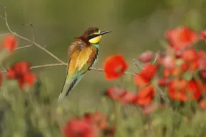 European Bee Eater Stampe: Bee-eater (Merops apiaster) sitting on a branch