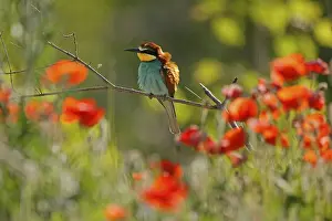 Deserted Tree Branches Germany Stampe: Bee-eater (Merops apiaster) sitting on a branch