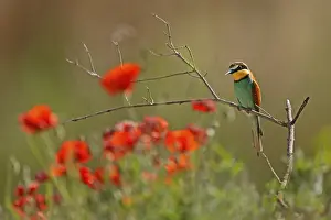 European Bee Eater Stampe: Bee-eater (Merops apiaster) sitting on a branch