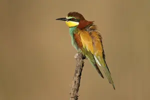 Germany Wildlife Stampe: Bee-eater (Merops apiaster) sitting on a branch