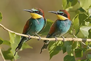 European Bee Eater Stampe: Bee-eater (Merops apiaster) sitting on a branch