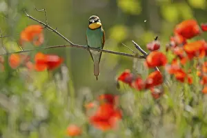 Deserted Tree Branch Scene Stampe: Bee-eater (Merops apiaster) sitting on a branch